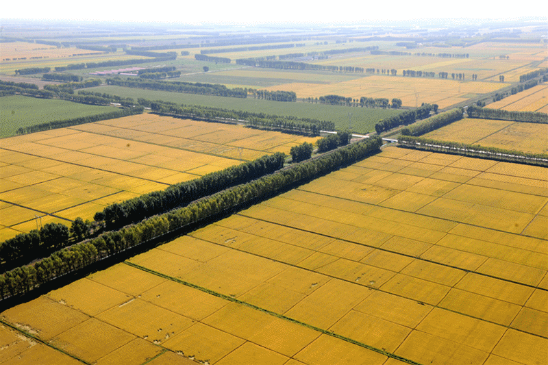 壁纸 成片种植 风景 植物 种植基地 桌面 800_533 gif 动态图 动图